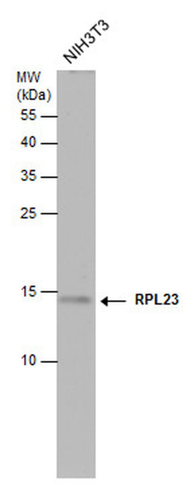 RPL23 Antibody in Western Blot (WB)