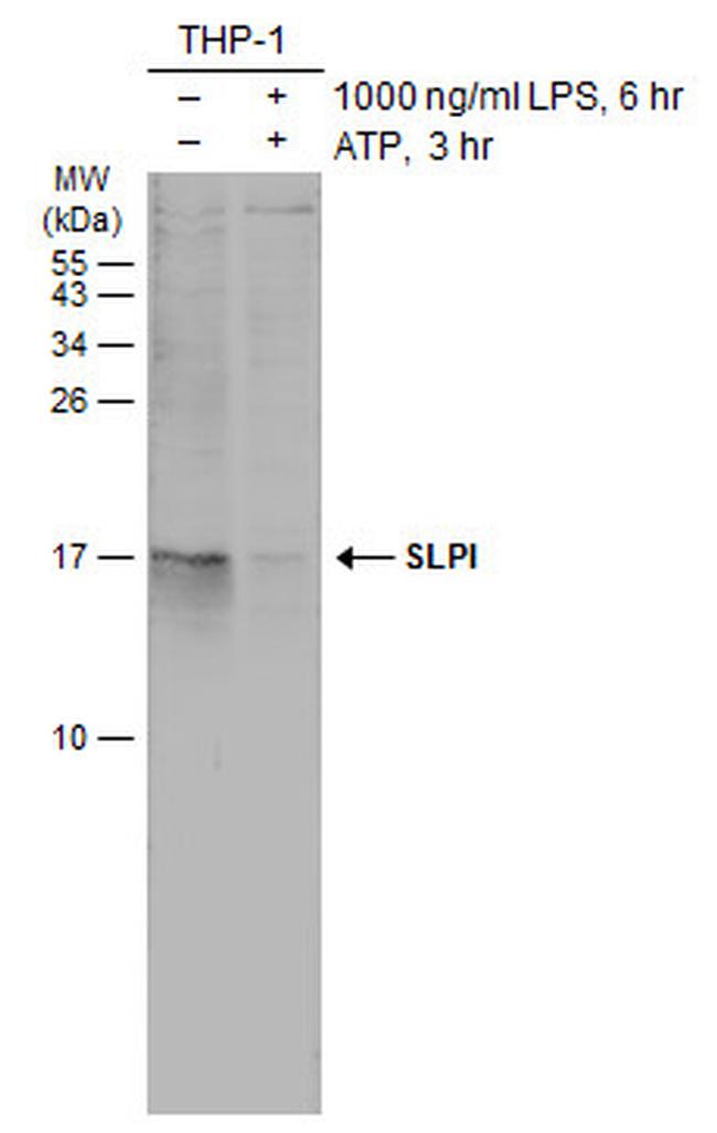 SLPI Antibody in Western Blot (WB)