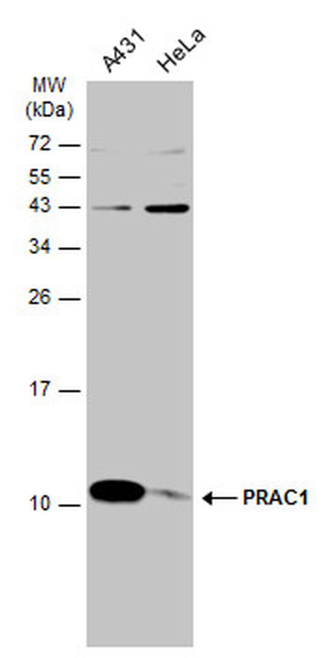 PRAC Antibody in Western Blot (WB)