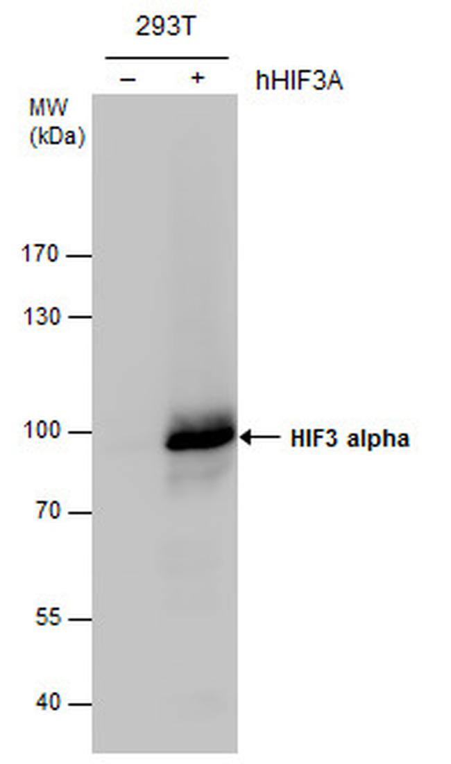 HIF3A Antibody in Western Blot (WB)