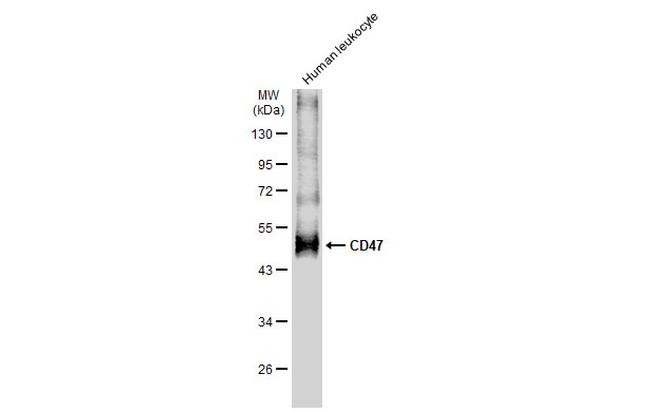 CD47 Antibody in Western Blot (WB)