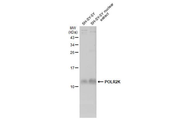 POLR2K Antibody in Western Blot (WB)