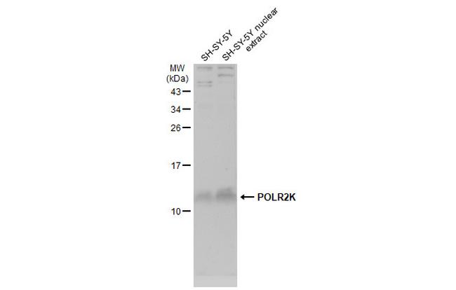 POLR2K Antibody in Western Blot (WB)