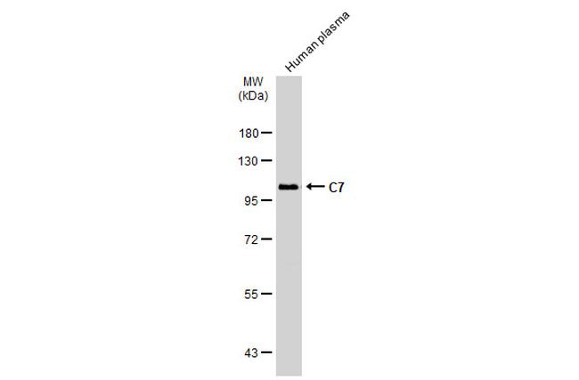 C7 Antibody in Western Blot (WB)