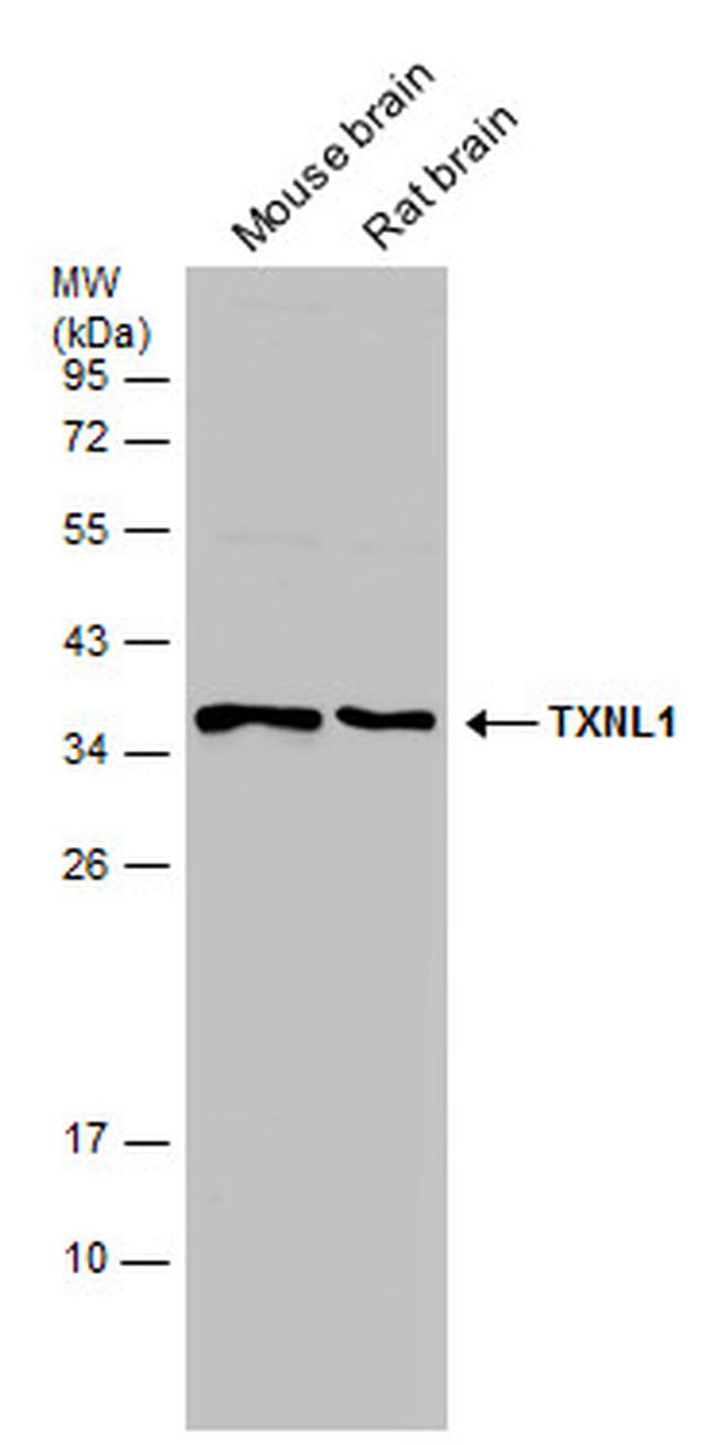 TXNL1 Antibody in Western Blot (WB)
