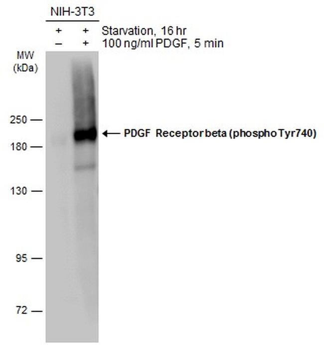 Phospho-PDGF Receptor beta (Tyr740) Antibody in Western Blot (WB)