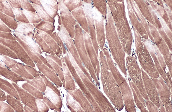 RAPGEF1 Antibody in Immunohistochemistry (Paraffin) (IHC (P))