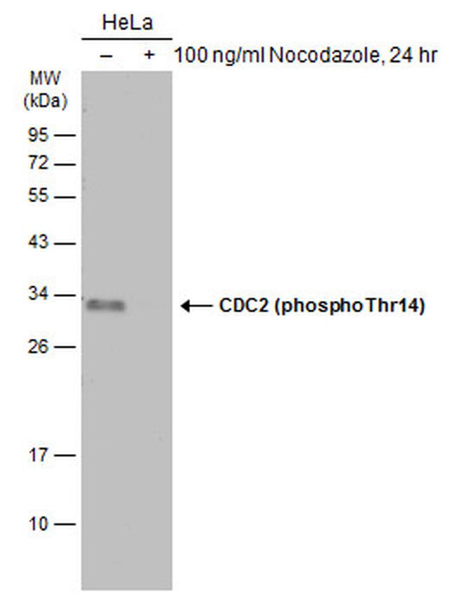 Phospho-CDC2 (Thr14) Antibody in Western Blot (WB)