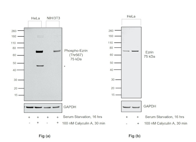 Phospho-Ezrin (Thr567) Antibody in Western Blot (WB)