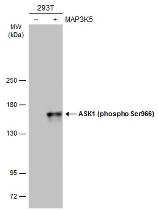 Phospho-ASK1 (Ser966) Antibody in Western Blot (WB)