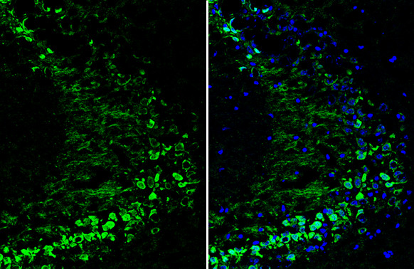 Neurogranin Antibody in Immunohistochemistry (Frozen) (IHC (F))