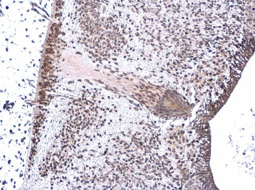 Neurogenin 1 Antibody in Immunohistochemistry (Paraffin) (IHC (P))