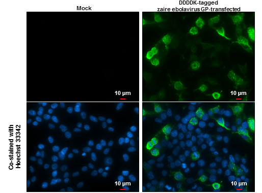 Ebola Virus GP1 Antibody in Immunocytochemistry (ICC/IF)