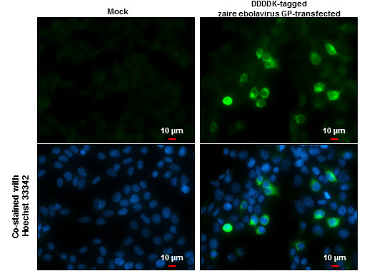 Ebola Virus GP2 delta Antibody in Immunocytochemistry (ICC/IF)