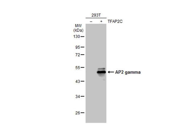 AP2 gamma Antibody in Western Blot (WB)