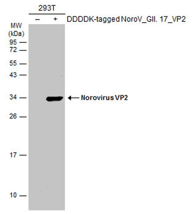 Norovirus VP2 Antibody in Western Blot (WB)