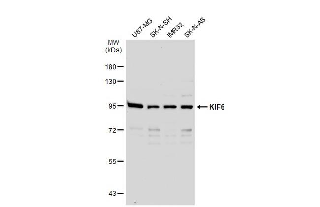 KIF6 Antibody in Western Blot (WB)
