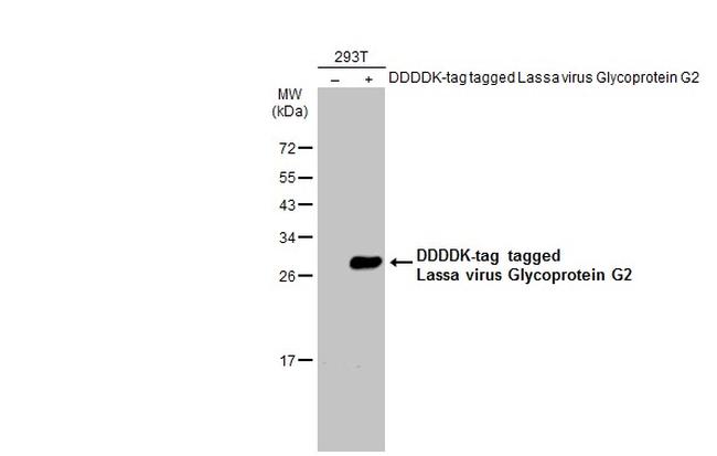 Lassa Virus Glycoprotein G2 Antibody in Western Blot (WB)