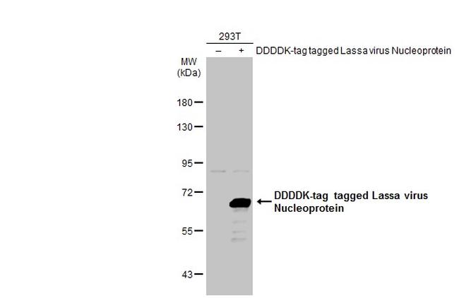 Lassa Virus Nucleoprotein Antibody in Western Blot (WB)