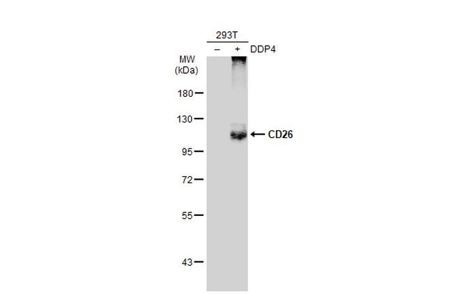 DPP4 Antibody in Western Blot (WB)