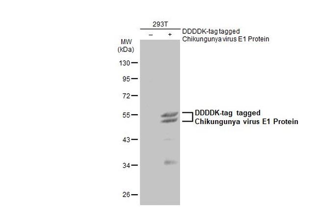 Chikungunya Virus E1 Antibody in Western Blot (WB)