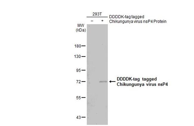 Chikungunya Virus nsP4 Antibody in Western Blot (WB)