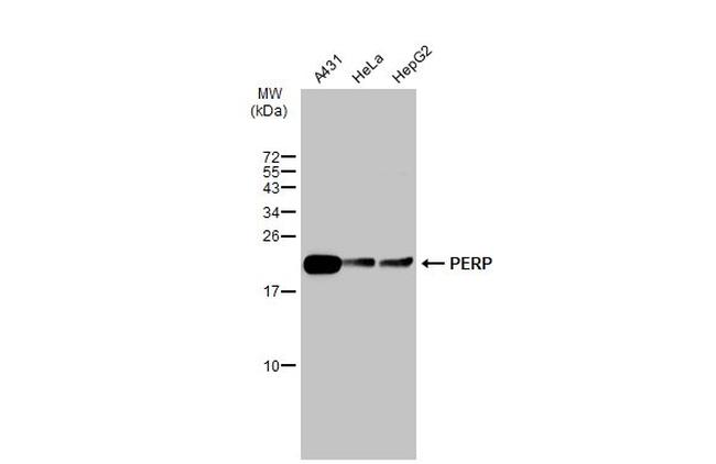 PERP Antibody in Western Blot (WB)