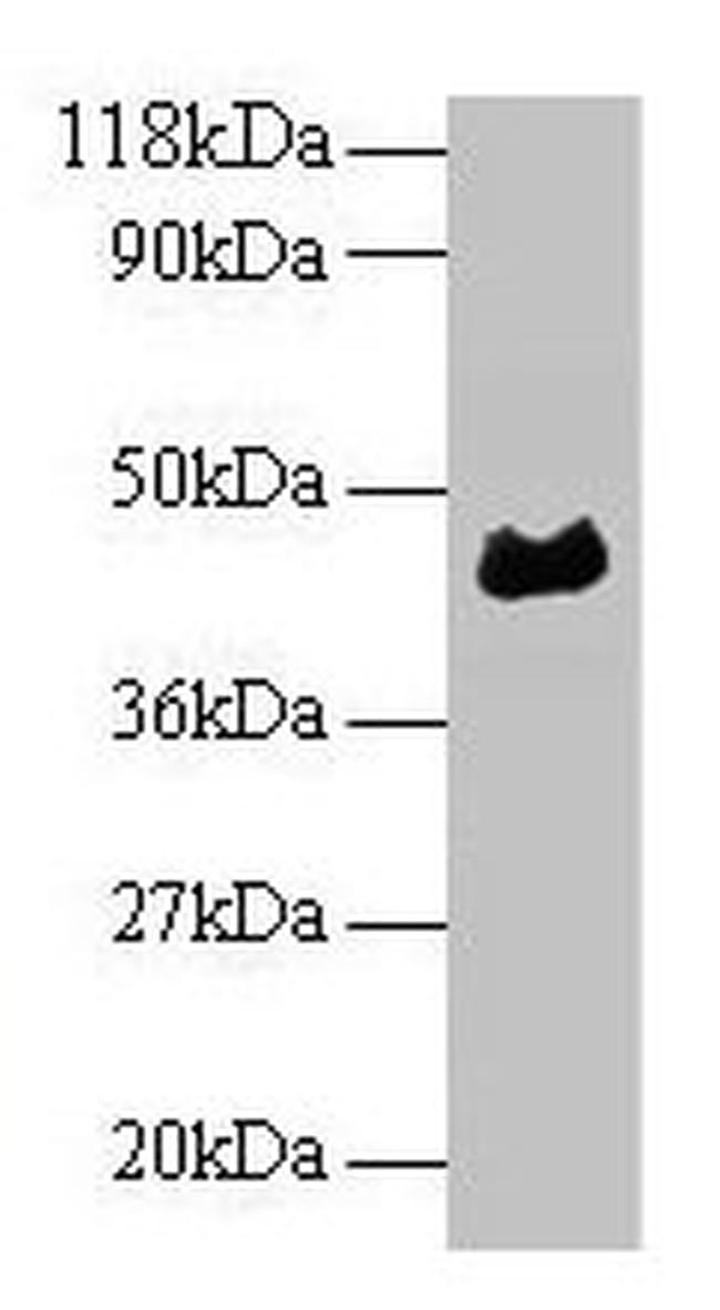 ORM1 Antibody in Western Blot (WB)
