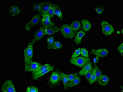 Claudin 10 Antibody in Immunocytochemistry (ICC/IF)