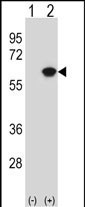 NAP1L1 Antibody in Western Blot (WB)