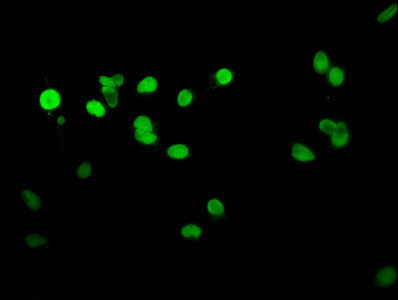 Histone H1.4 Antibody in Immunocytochemistry (ICC/IF)