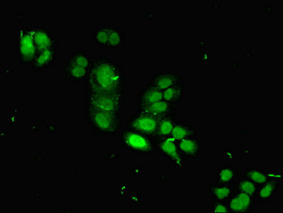 HIST1H2BB Antibody in Immunocytochemistry (ICC/IF)