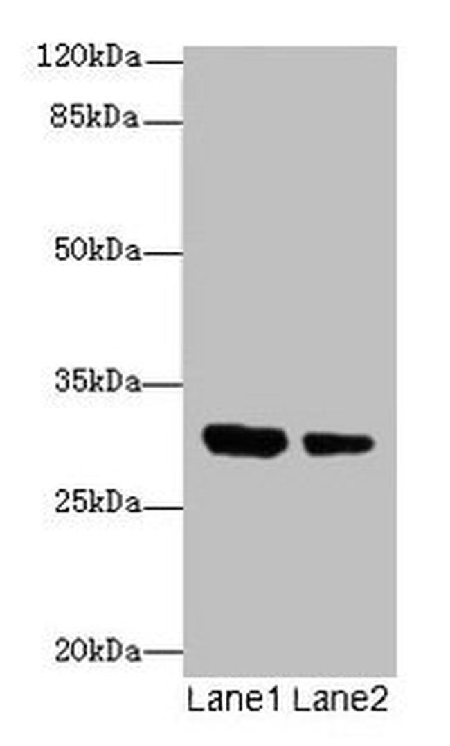 IL-1 alpha Antibody in Western Blot (WB)