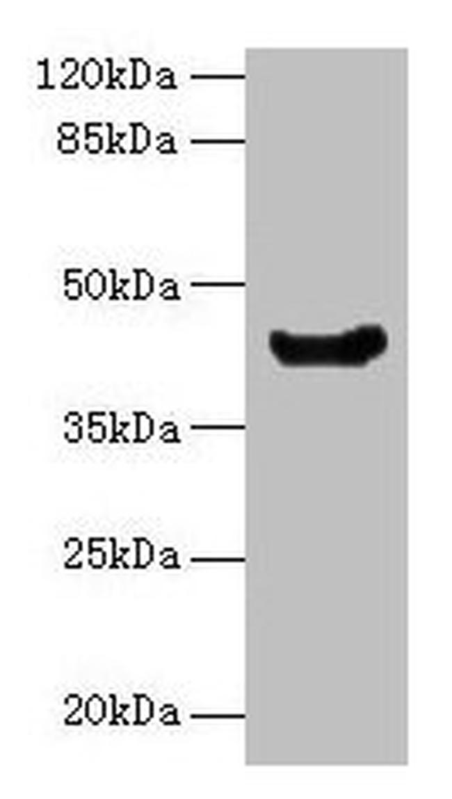 E. coli manA Antibody in Western Blot (WB)