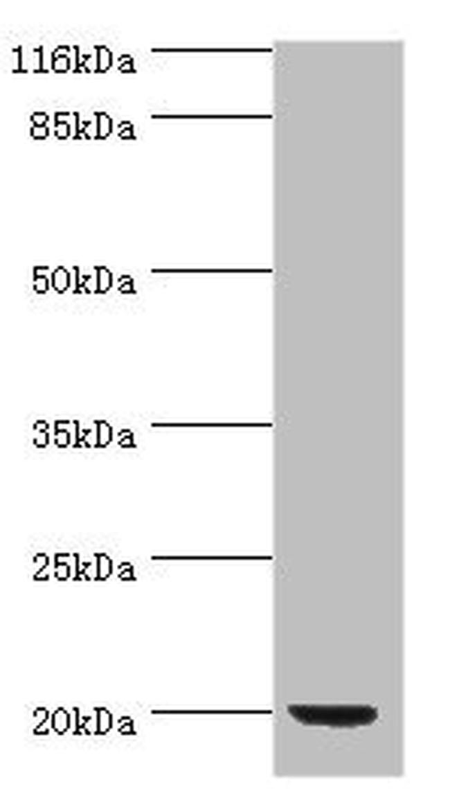 E. coli PDF Antibody in Western Blot (WB)