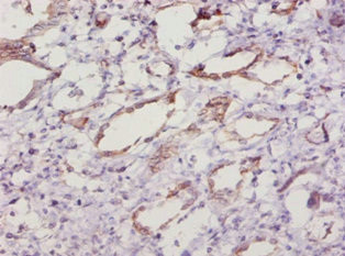 SOD1 Antibody in Immunohistochemistry (Paraffin) (IHC (P))