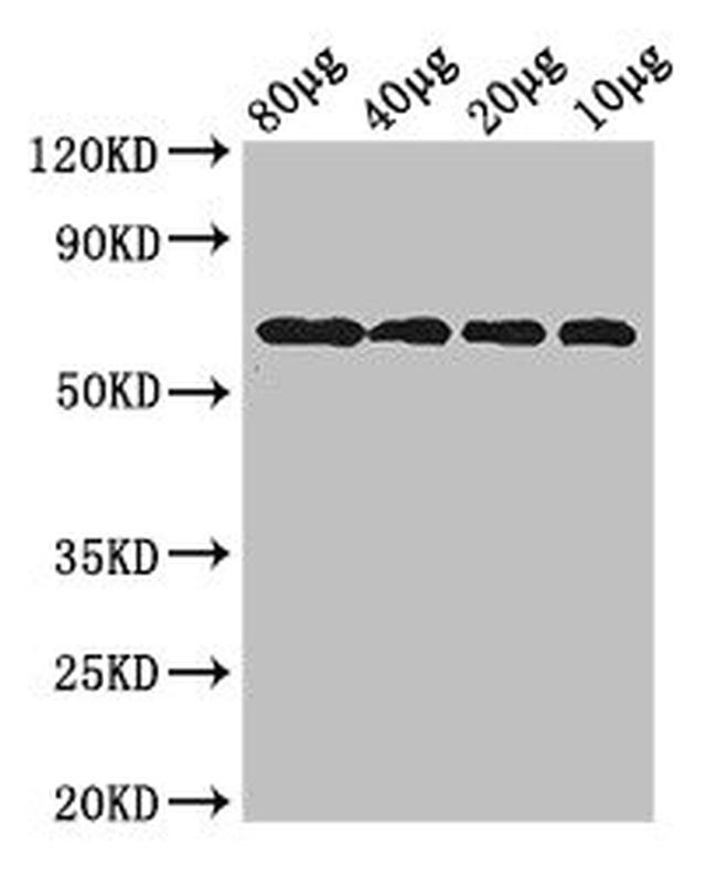 E. coli dgcQ Antibody in Western Blot (WB)