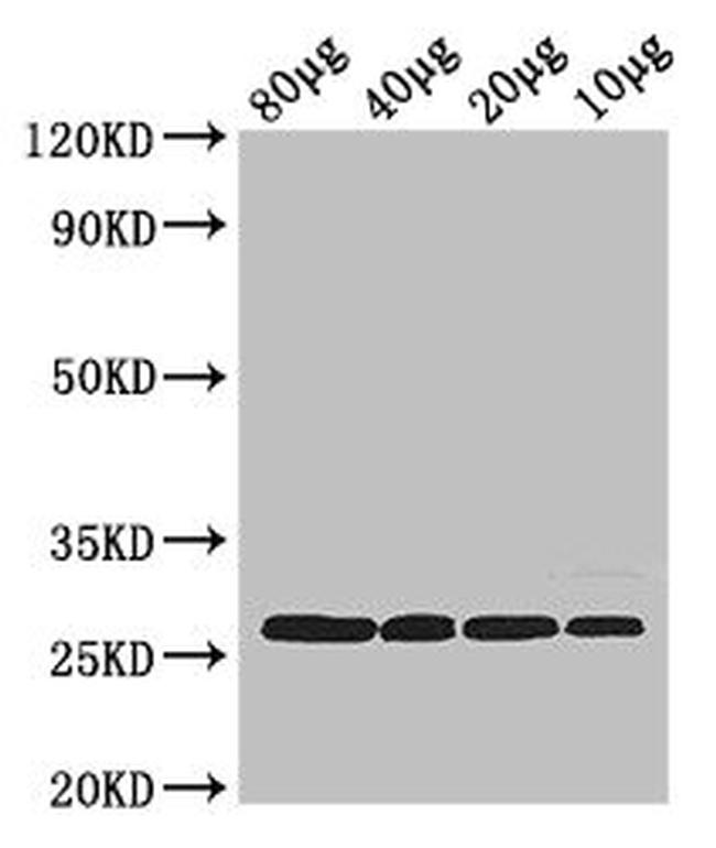 E. coli rpsB Antibody in Western Blot (WB)
