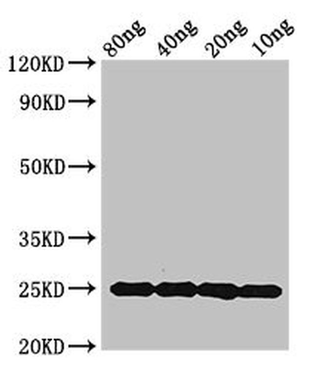 Mycobacterium tuberculosis MPT64 Antibody in Western Blot (WB)