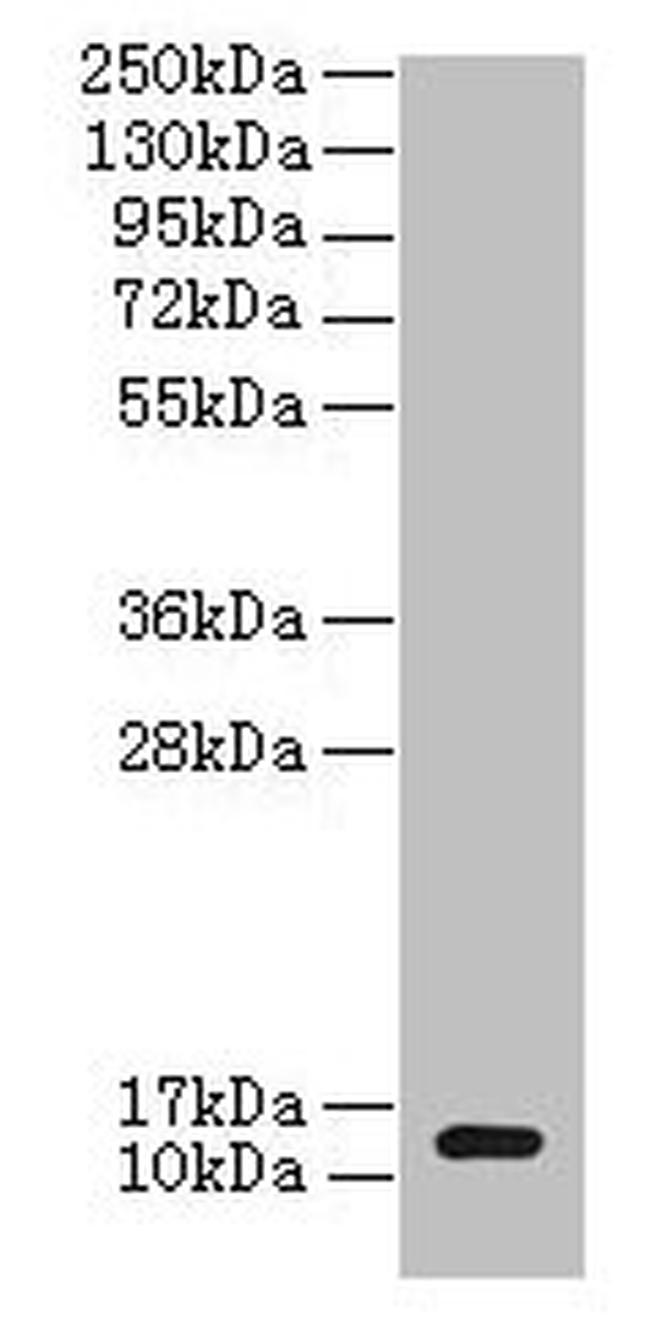 E. coli CLPS Antibody in Western Blot (WB)