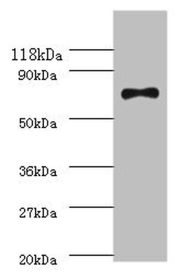 E. coli RecQ Antibody in Western Blot (WB)