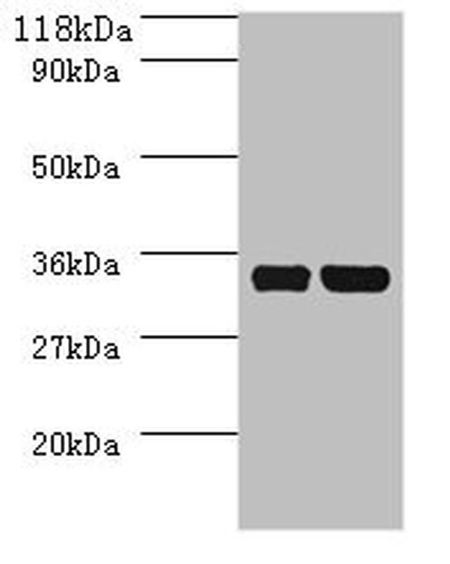 E. coli dcyD Antibody in Western Blot (WB)