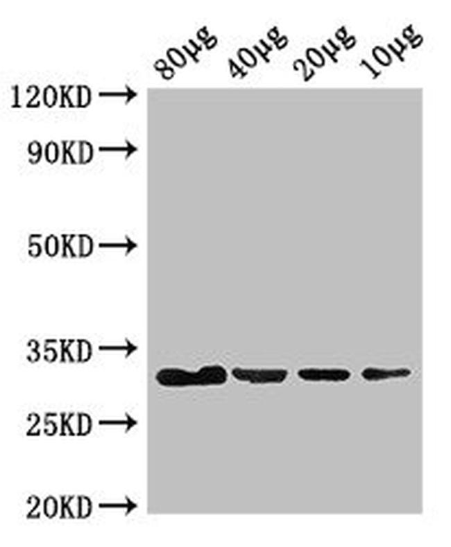 E. coli eutC Antibody in Western Blot (WB)