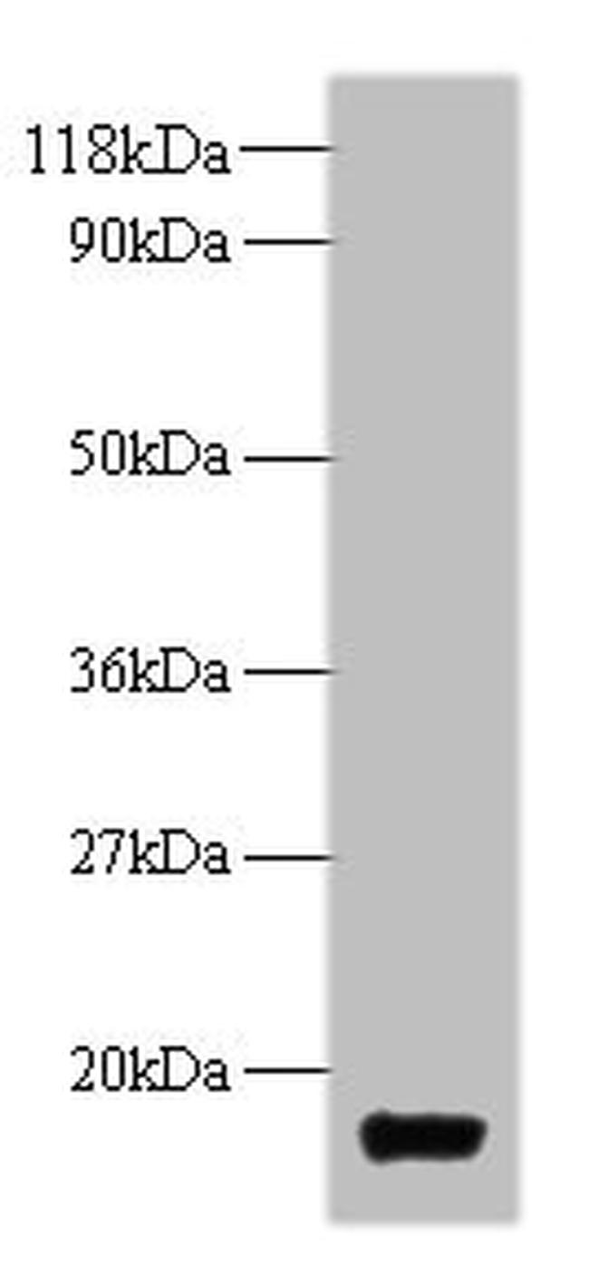 E. coli Thioredoxin 1 Antibody in Western Blot (WB)