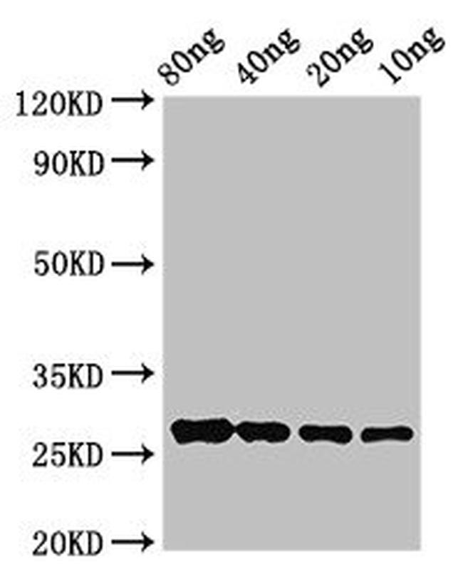 OLE9 Antibody in Western Blot (WB)