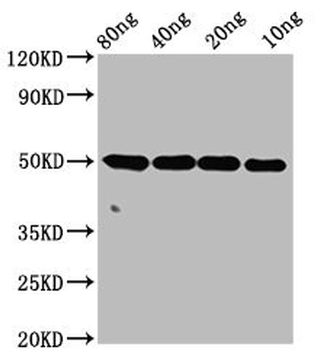 C1orf57 Antibody in Western Blot (WB)