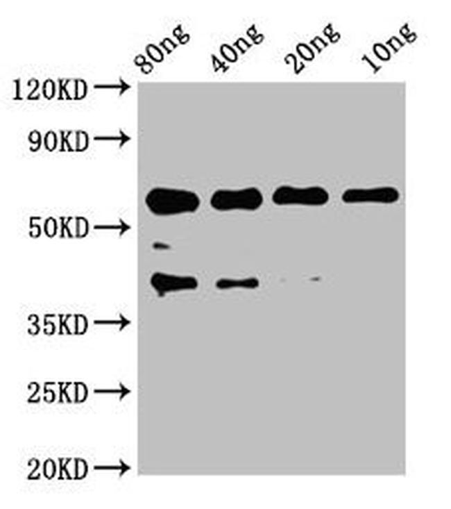 EGF Antibody in Western Blot (WB)