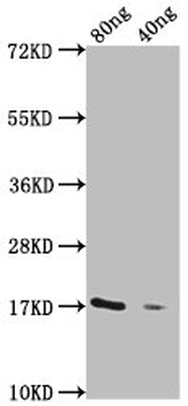 Plasmodium relictum GDV1 Antibody in Western Blot (WB)