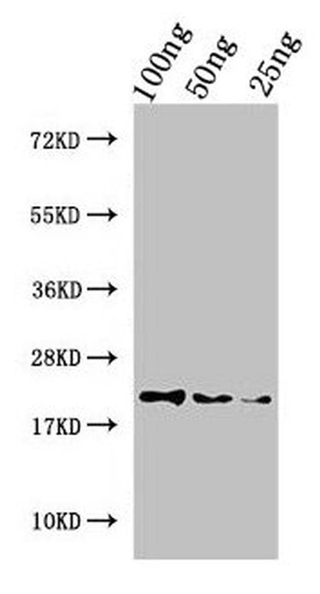 Haliotis laevigata Perlwapin Antibody in Western Blot (WB)