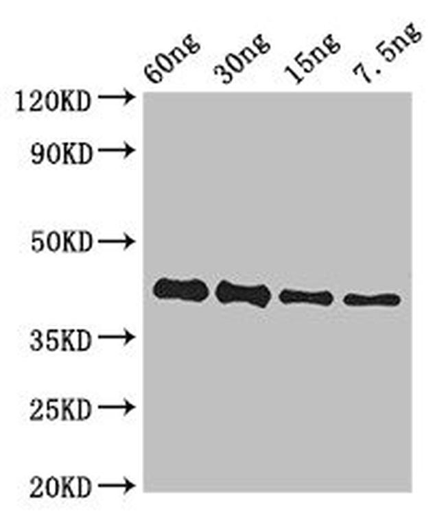 Ebola Virus GP Antibody in Western Blot (WB)